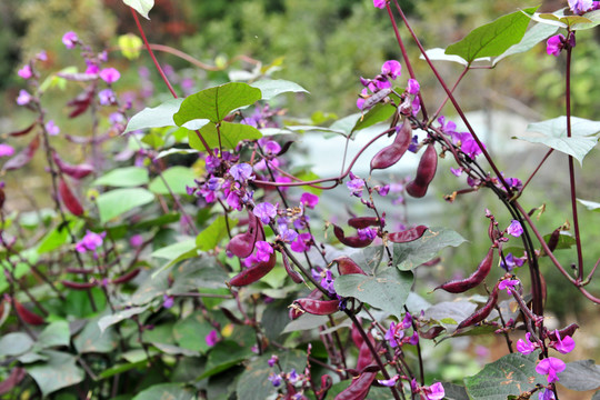 菜園 蔬菜