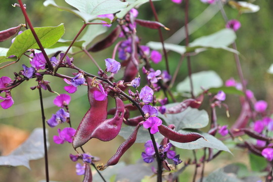 紫色蔬菜 豆角