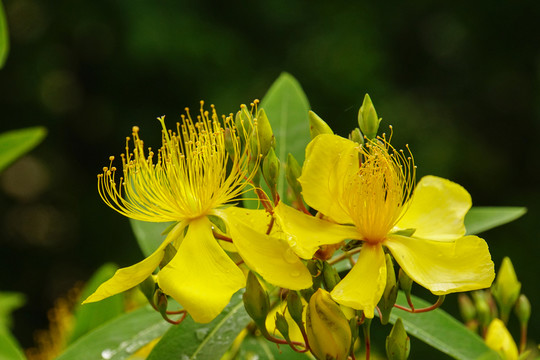 黃花杜鵑