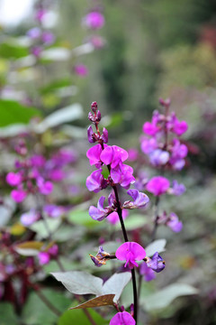 豆角花 紫色花