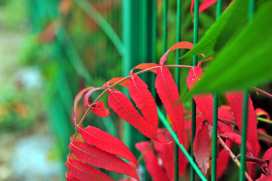 紅葉  樹葉