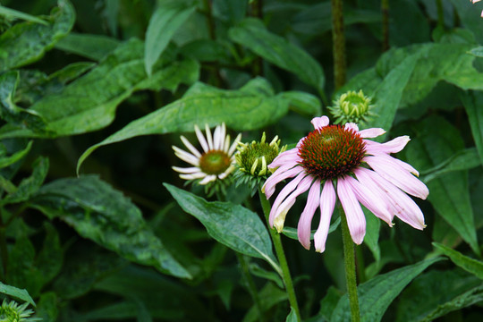 松果菊