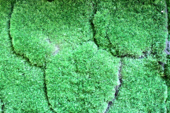 苔蘚 背景墻