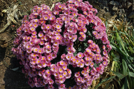 菊花
