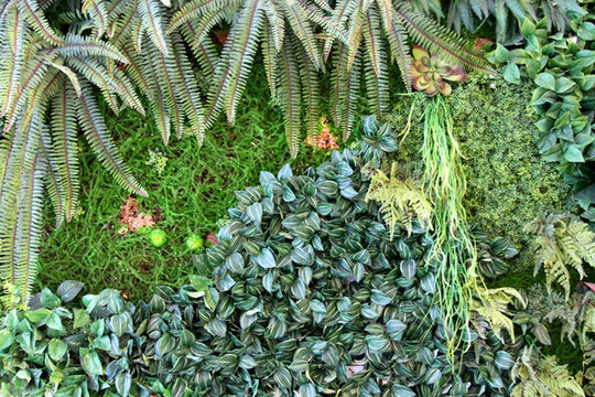 植物墻 植物 背景墻