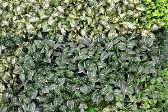 植物墻 背景墻