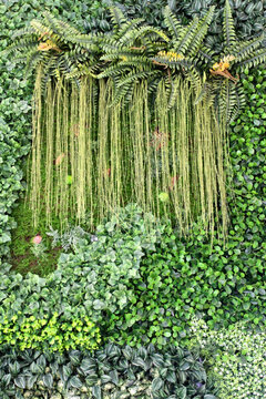 植物墻 植物 背景墻 高清大圖
