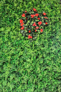 植物墻 植物 背景墻 高清大圖