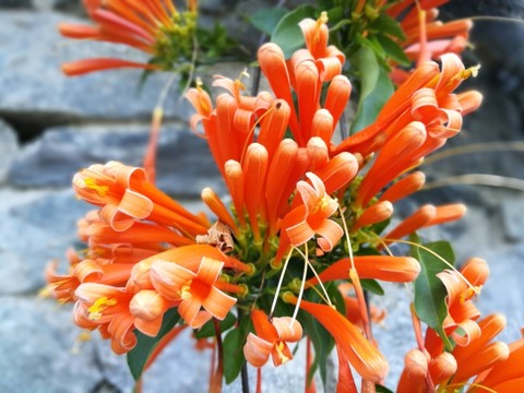 炮仗花
