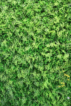 植物墻 植物 背景墻 高清大圖
