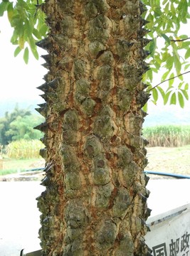 木棉樹