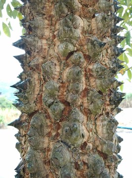 木棉樹皮