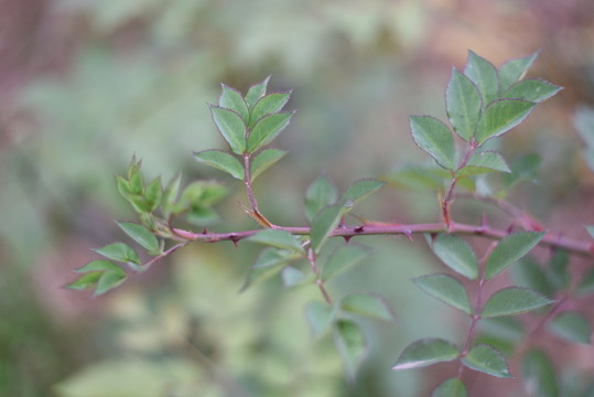 月季花枝
