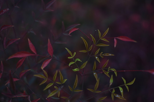 植物枝葉