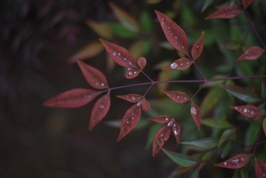 露珠