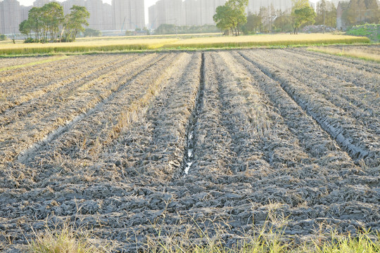 農(nóng)田 翻地 田壟 田野風(fēng)光