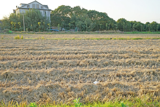 農田 翻地 田壟 田野風光