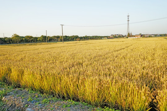 金色的稻田 農(nóng)田 水稻田