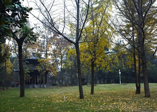 銀杏樹(shù)
