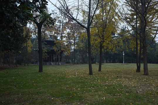 公園銀杏樹下