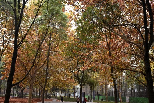 公園秋色