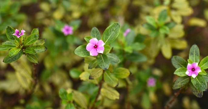 五瓣花