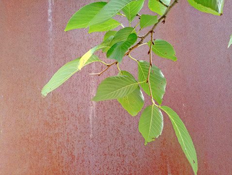 銹鐵板素材 綠葉素材