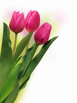 新鮮郁金香花束