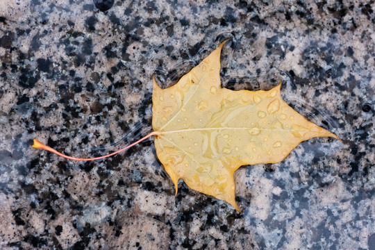 濕黃色秋葉