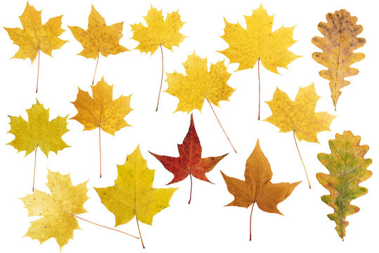 收集美麗多彩的秋天