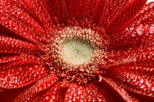 紅色的鮮花