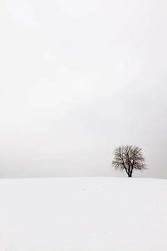 樹在冬天的田野里的雪