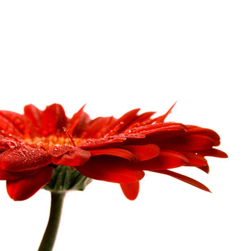 紅色的鮮花