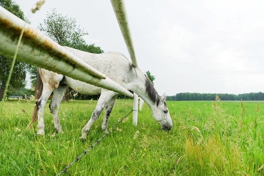 馬
