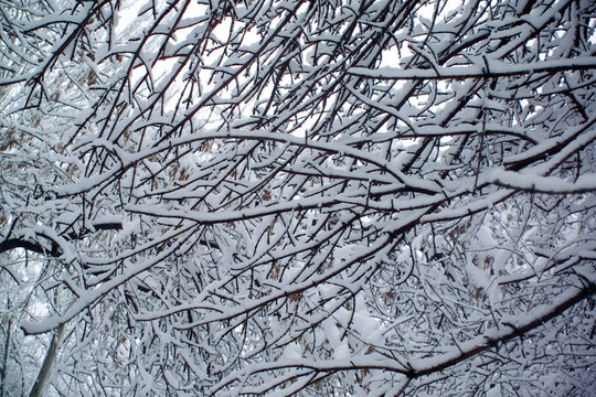 雪中的一棵樹的樹枝