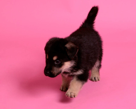 德國(guó)牧羊犬