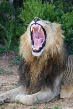 獅子張口露出牙齒
