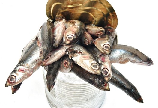 從金屬突起的鳳尾魚