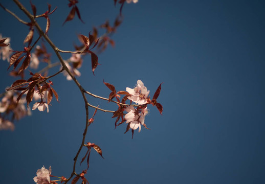 櫻花