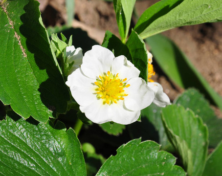 Strawberry flower（Fragaria）