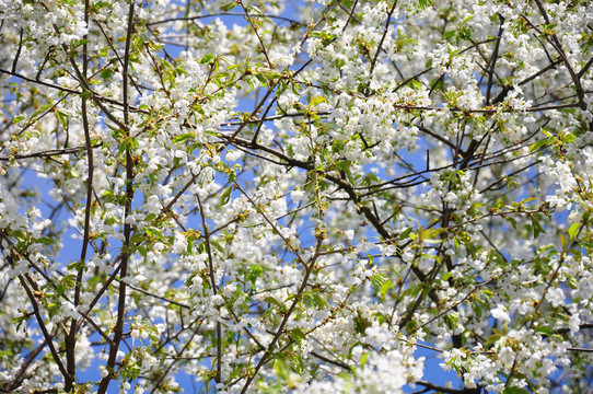 櫻花（Prunus avium）