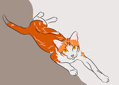 橙色和白色的貓