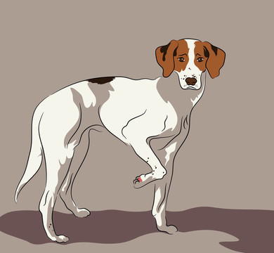 獵狐犬站立姿勢