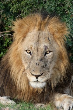 大雄獅