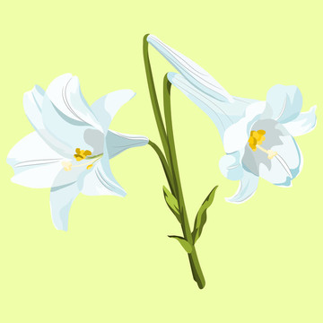 三朵白色的復(fù)活節(jié)百合花，淺綠色背景。