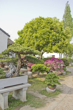 花園里的盆景樹