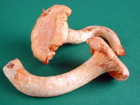雞油菌