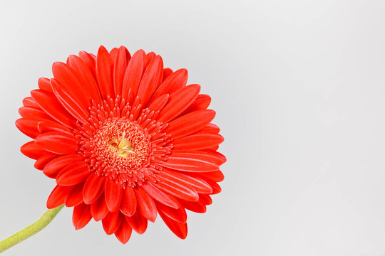 紅色非洲菊雛菊