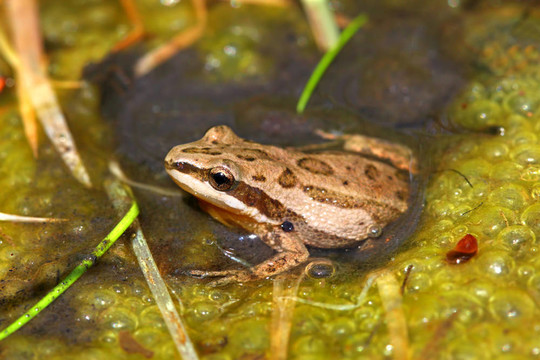 西方合唱青蛙（Pseudacris triseriata）