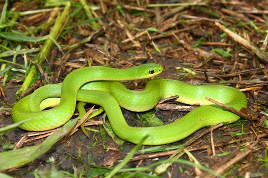 光滑的Green Snake（Opheodrys vernalis）